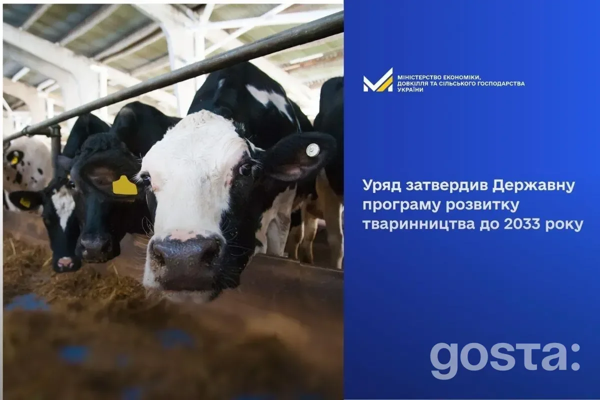 Корови в стійлі; затвердження урядом програми розвитку тваринництва в Україні до 2033 року, зміцнення продовольчої безпе