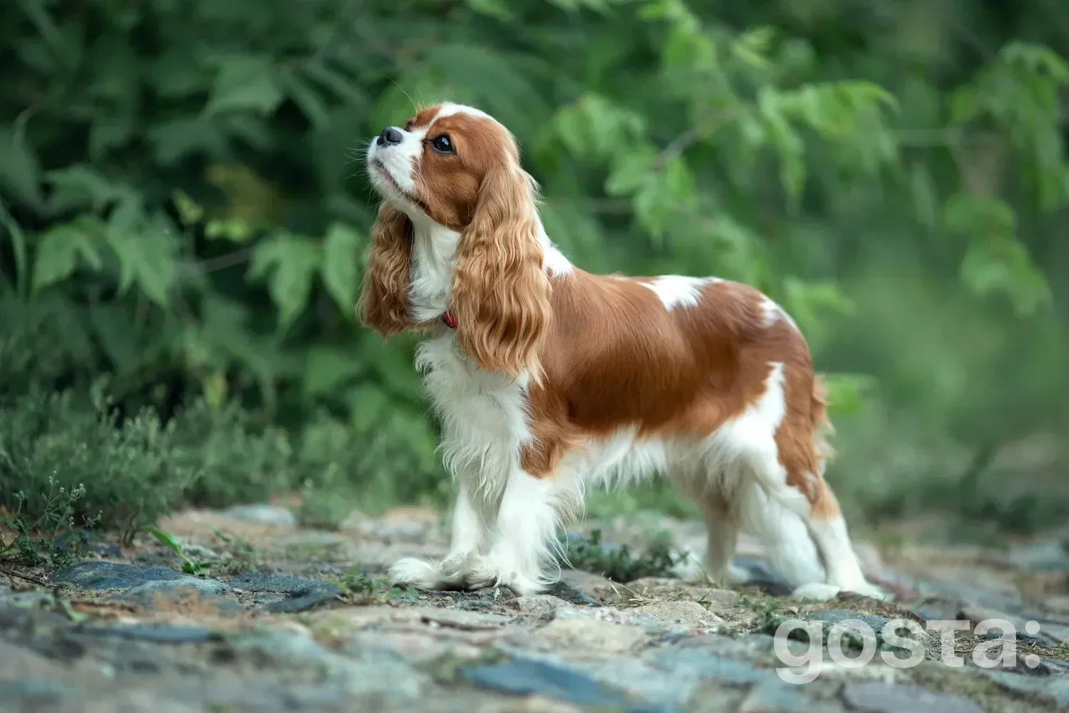 Cavalier King Charles Spaniel lying down – sweet and loving