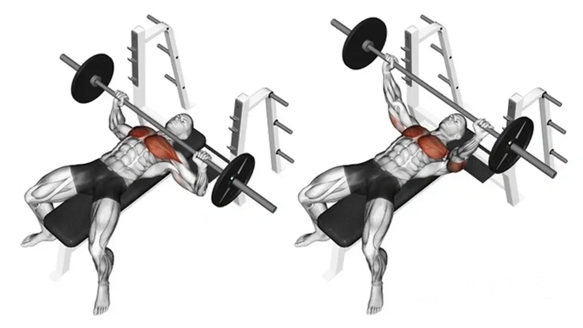 Chest Exercises – Comprehensive Chest Workout: Barbell Bench Press On A Flat Bench