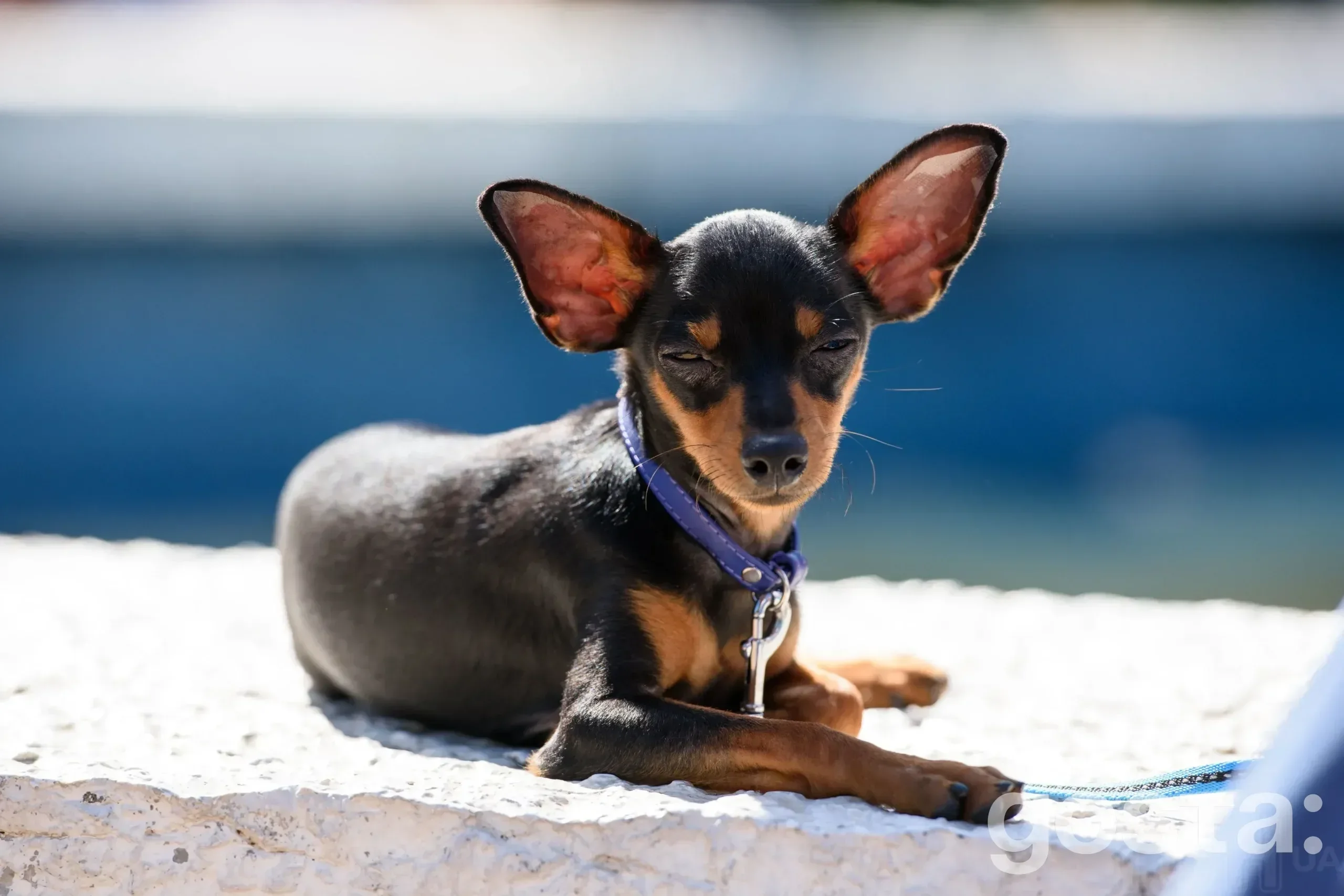 Chihuahua standing proudly – tiny size, big attitude