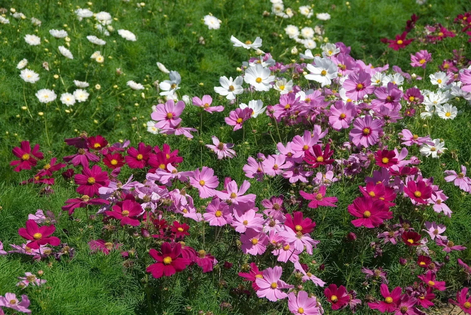 Delicate cosmos flowers swaying on thin stems in the garden