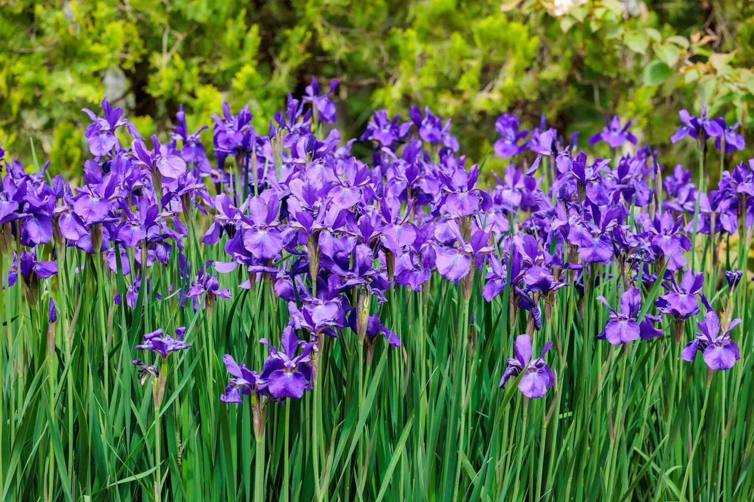 Elegant iris clusters blooming in vibrant early summer garden