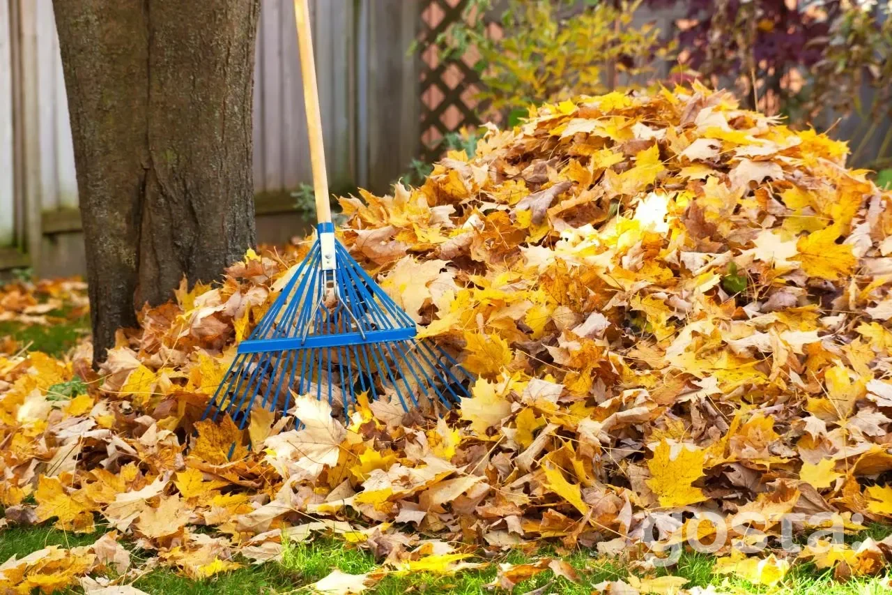 Lunar calendar for gardening for November
