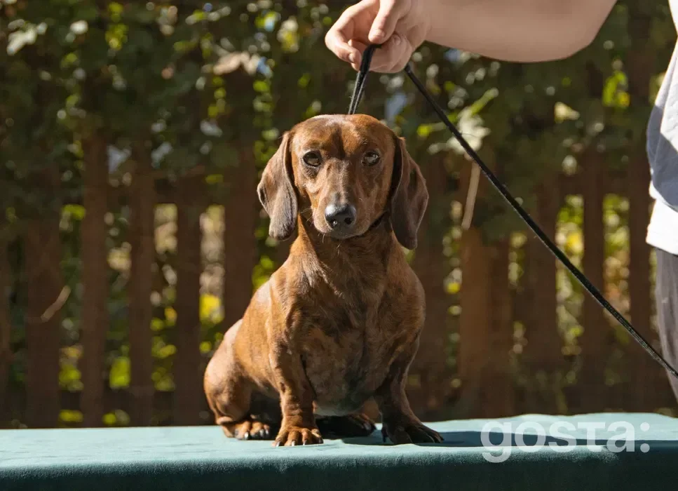 Miniature Dachshund looking alert – clever and curious