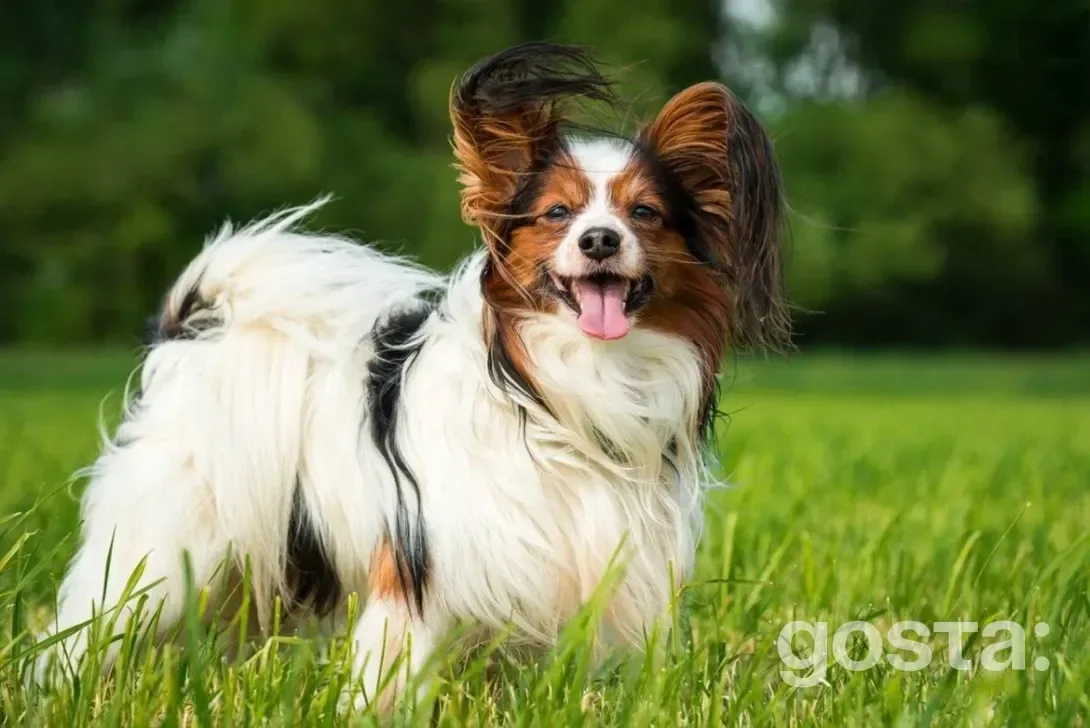 Papillon with large ears – playful and bright-eyed