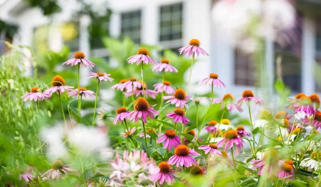 Purple echinacea flowers with bold, daisy-like blooms in garden