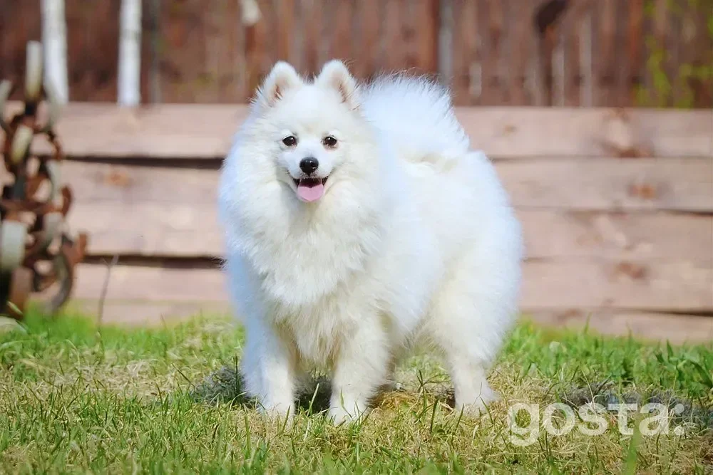 What to know before getting a Japanese Spitz